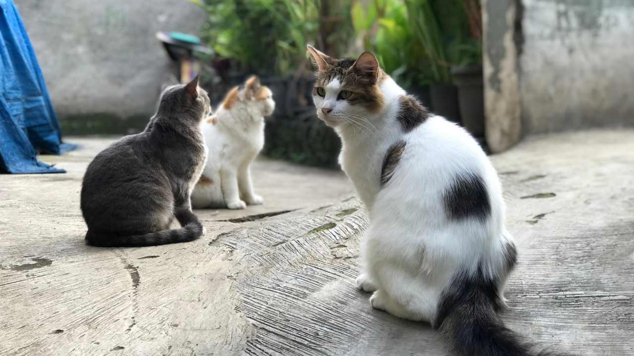 3 tane sokak kedisi