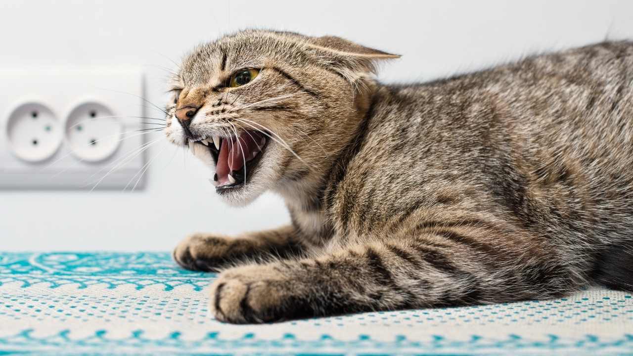 sinirli tekir kedi