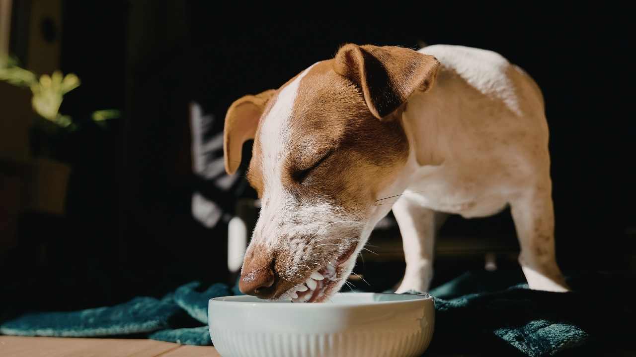 köpek mama tabağından yemek yiyor