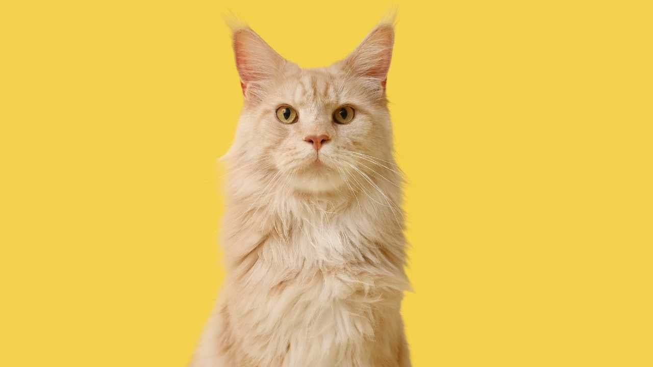 sarı arka planda, sarı renkli bir kedi