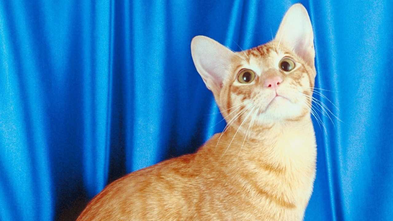 sarı renk Oriental Shorthair Kedisi