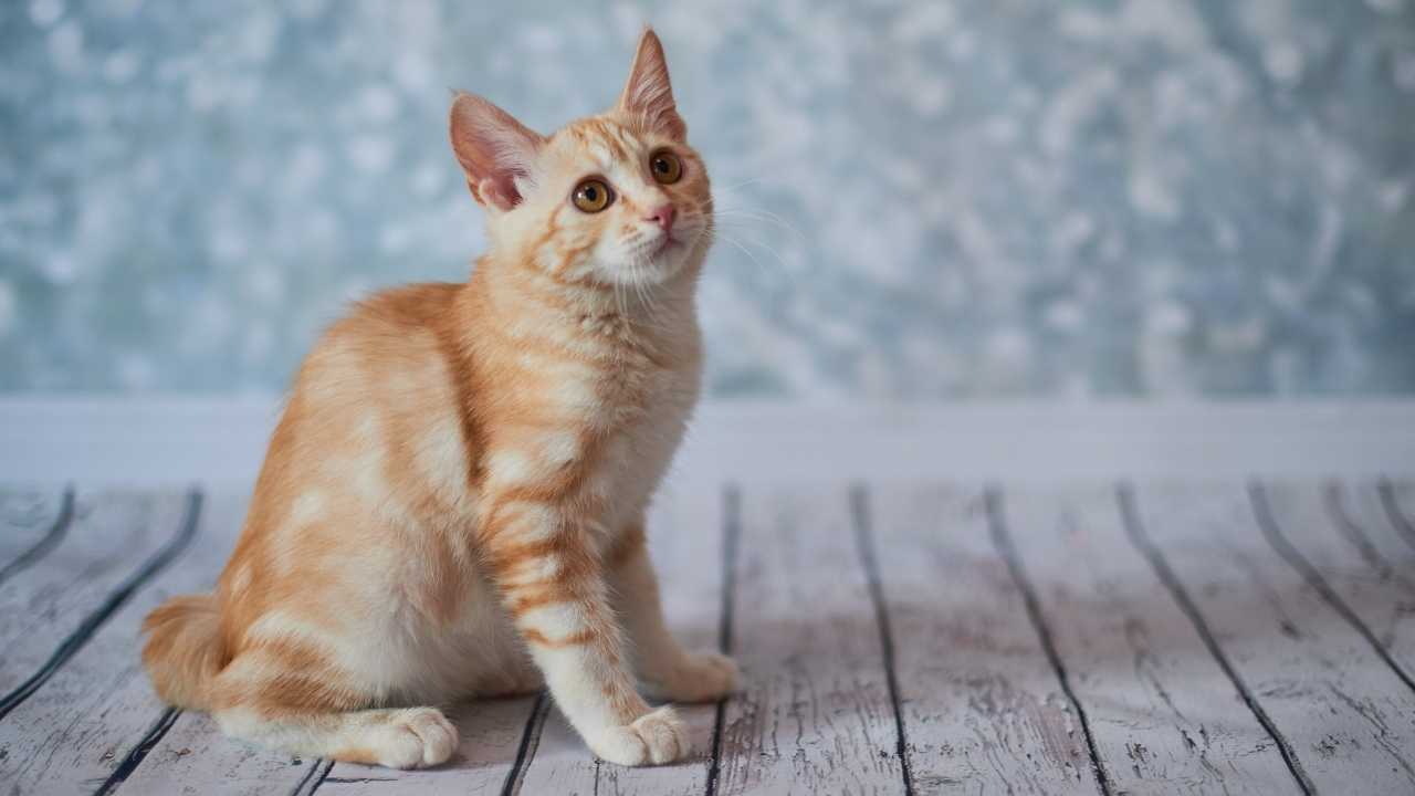 sarı renkli ve çizgili Amerikan Bobtail Kedisi