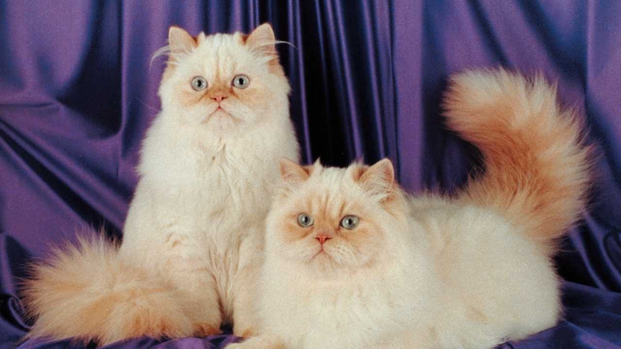 sarı ve krem renkli Himalayan Kedisi