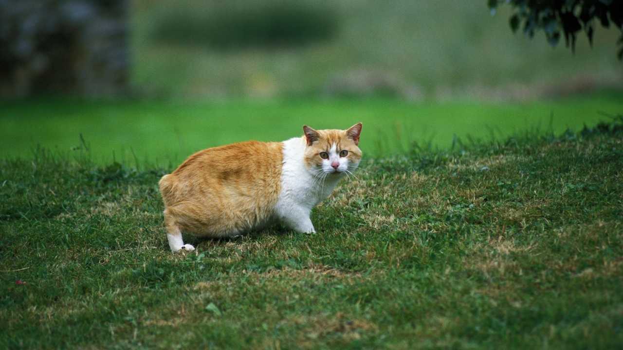 sarı ve beyaz renkli Manx Kedisi