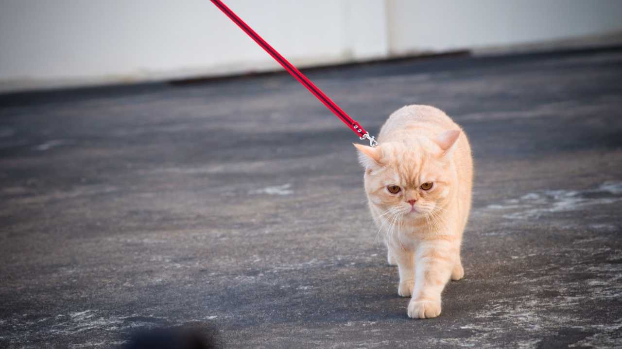sarı renkli British Shorthair Kedisi