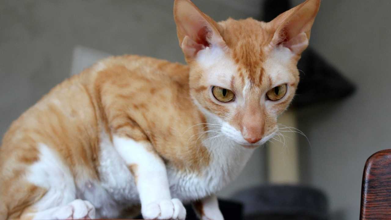 sarı renkli beyaz patili Cornish Rex Kedisi