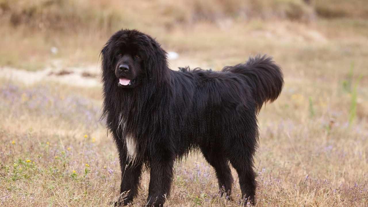 siyah Newfoundland