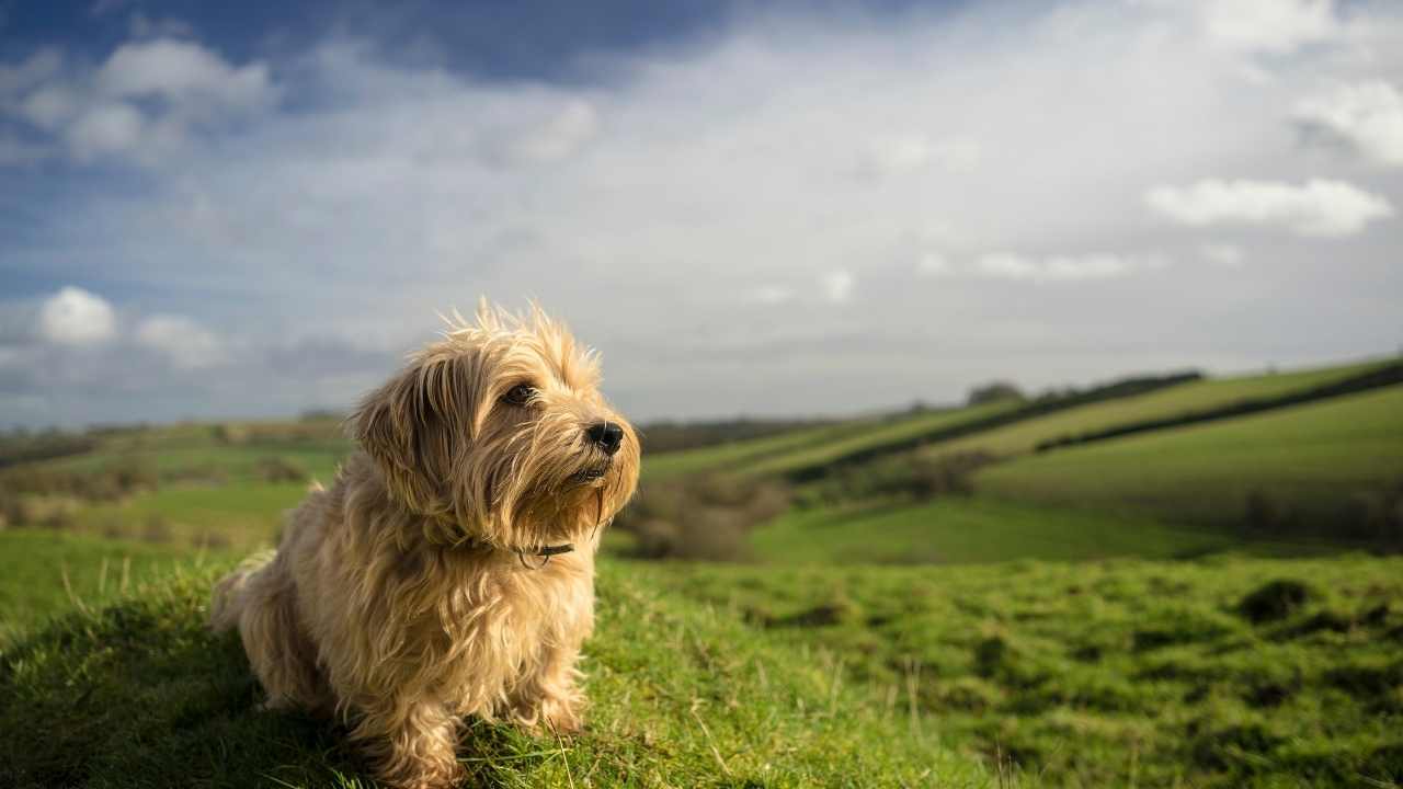 sevimli Norfolk Terrier