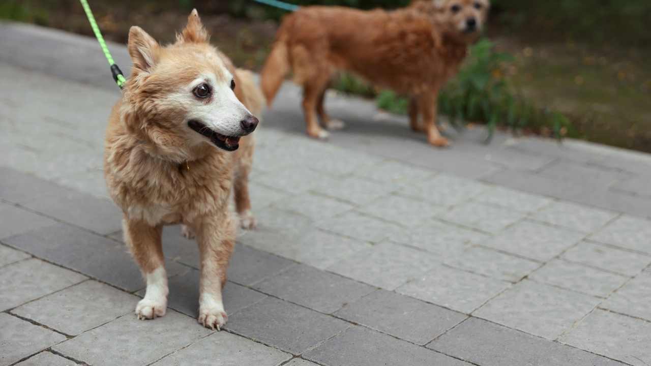 Norrbottenspets