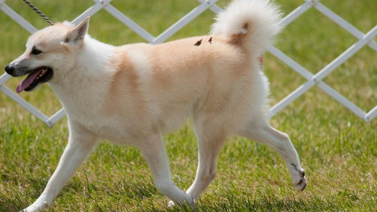 Norveç Buhund koşuyor