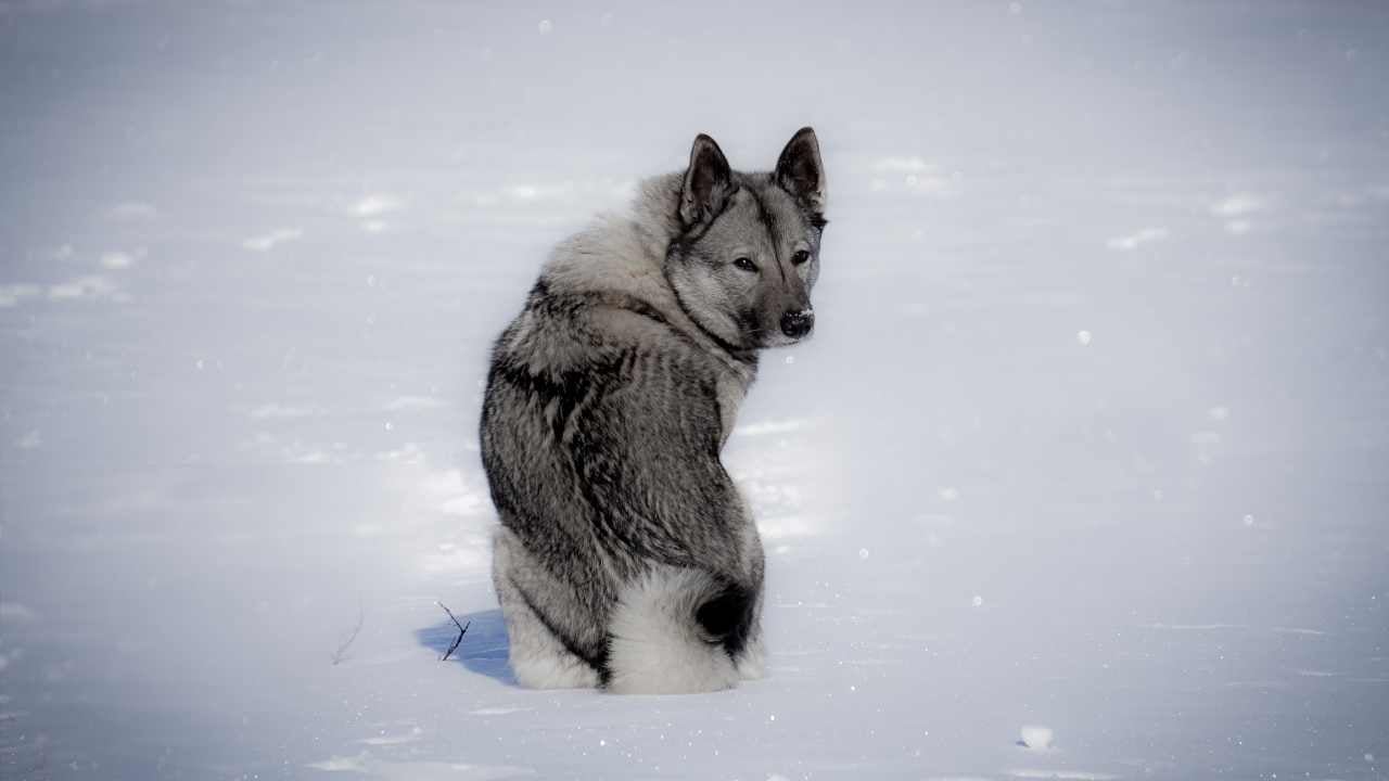 karlarda oturan Norveç Elkhound