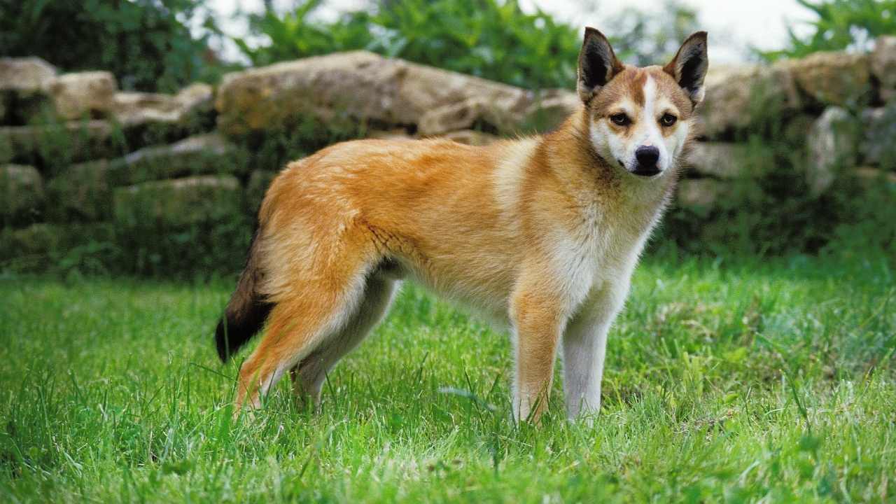 çimlerde Norveç Lundehund