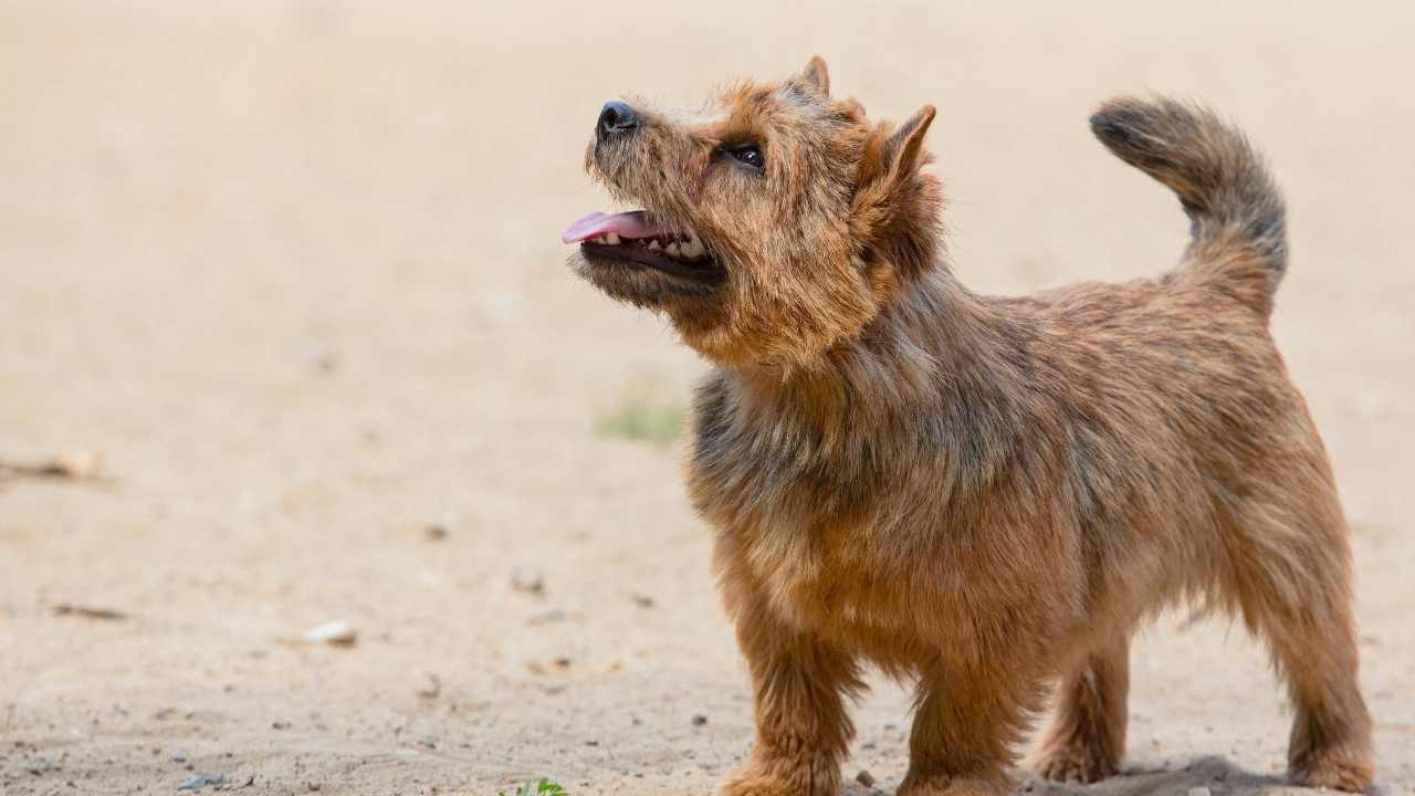 kumlarda Norwich Terrier
