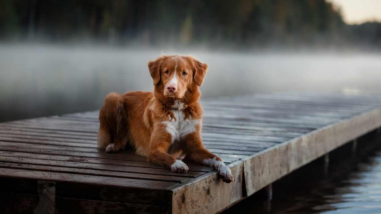 iskelede yatan Nova Scotia Ördek Av Köpeği