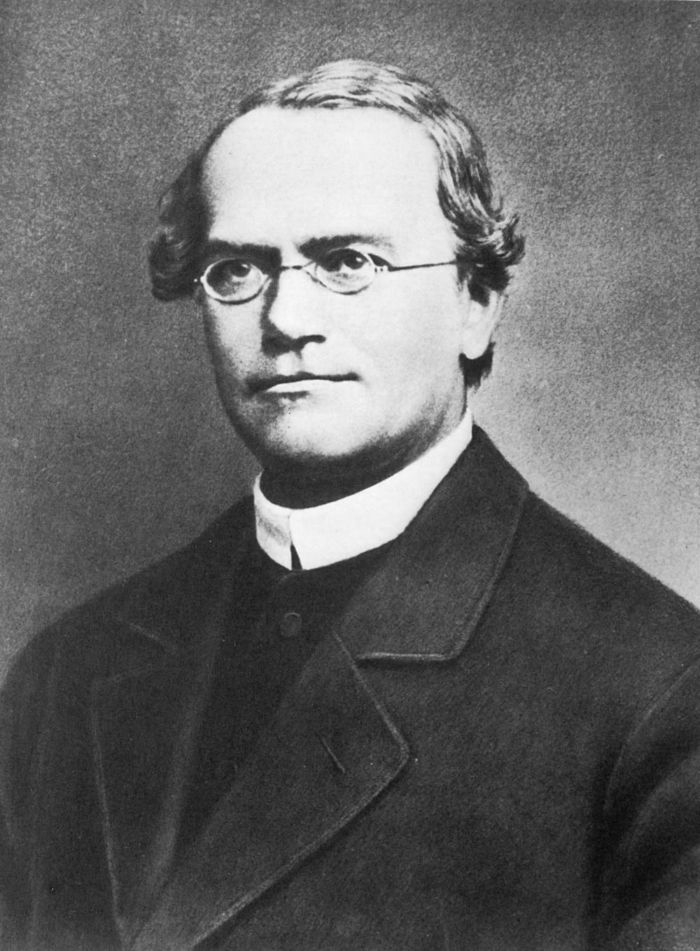 As Leis de Mendel: A Matemática Silenciosa da Hereditariedade