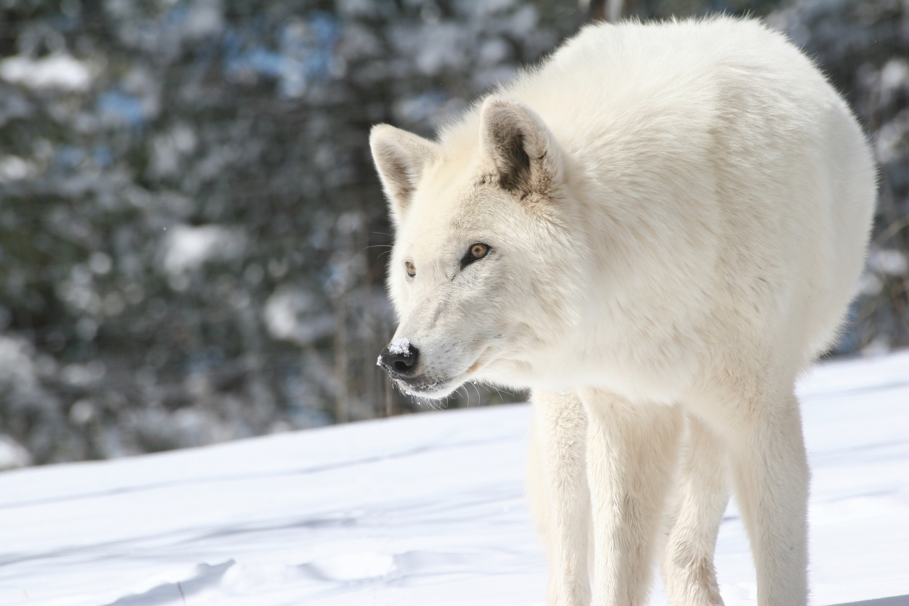 O Lobo-do-Ártico e a Redução do Tamanho do Crânio: Adaptação em um Mundo que Aquece
