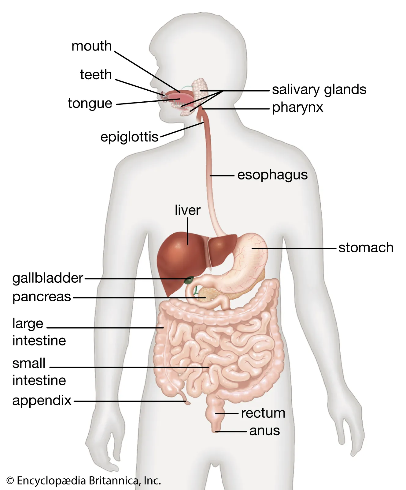 Digestão, Respiração e Excreção: A Trilogia Vital do Corpo Humano
