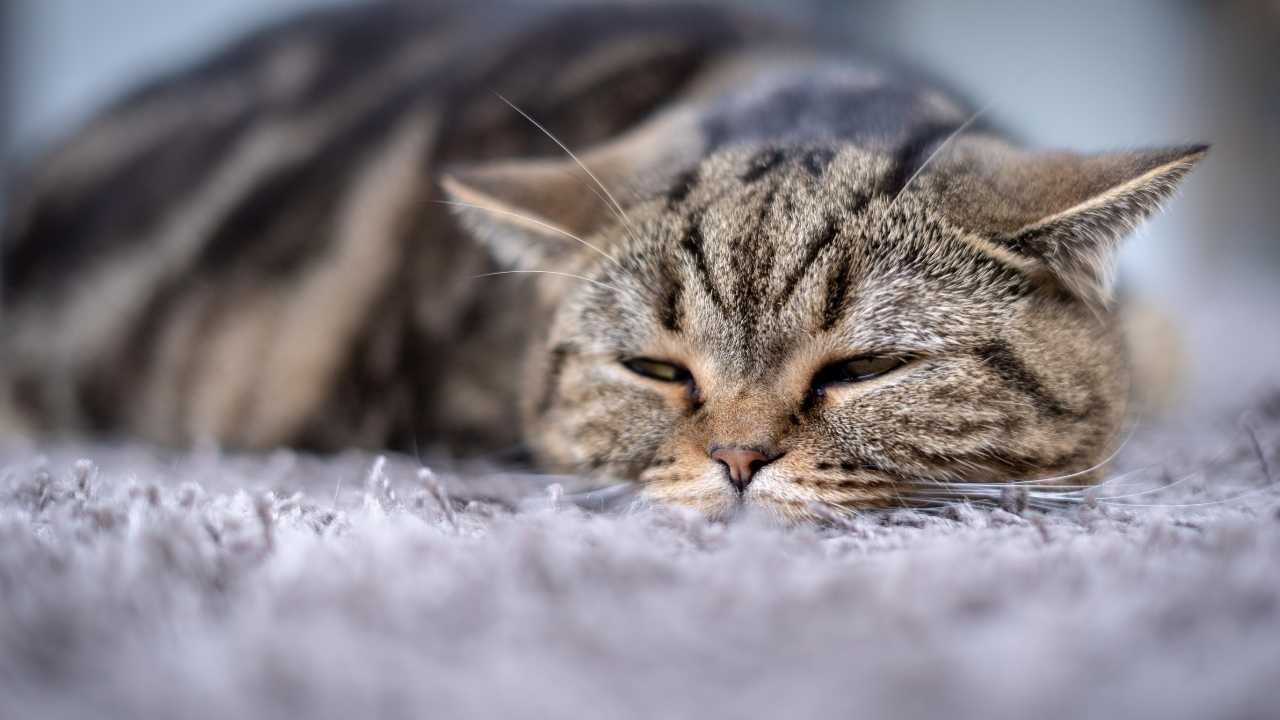 hasta bir tekir kedi yatıyor