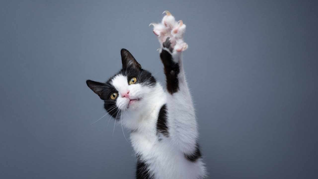 smokin kedi pençesini gösteriyor