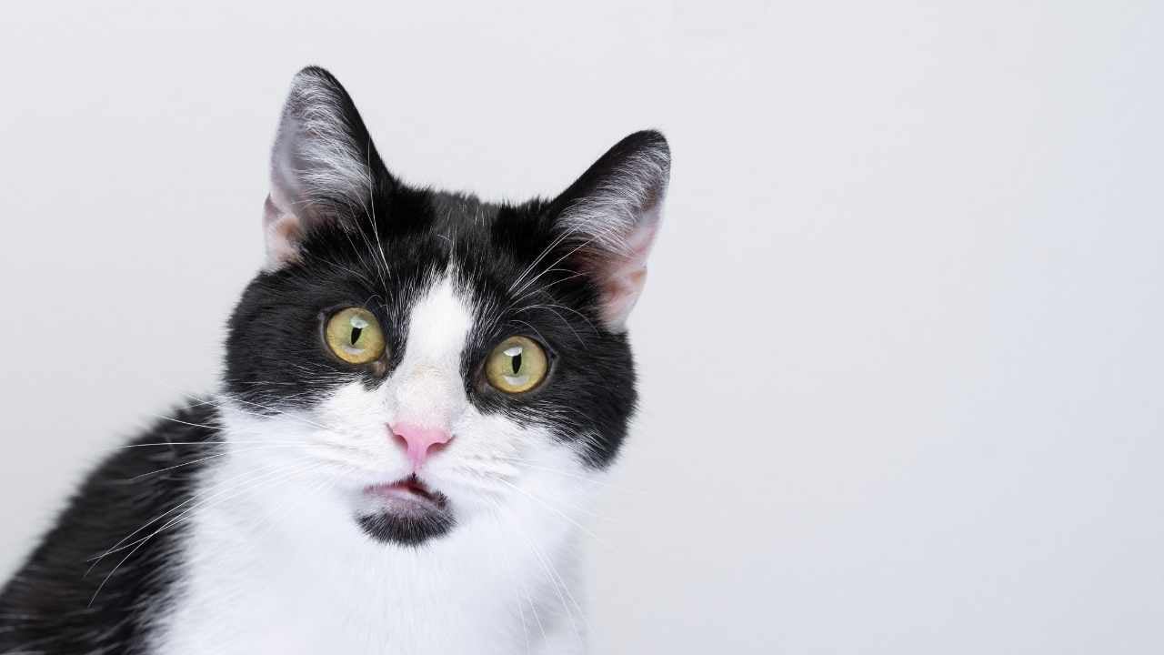 smokin kedi şaşırmış