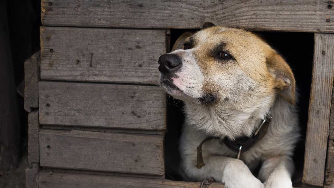 köpek kulübesinin içinde
