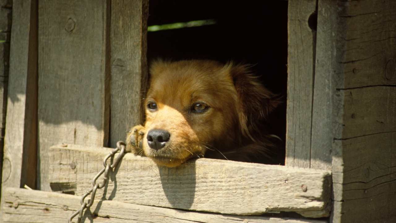 minik köpek, köpek kulübesinden dışarı bakıyor