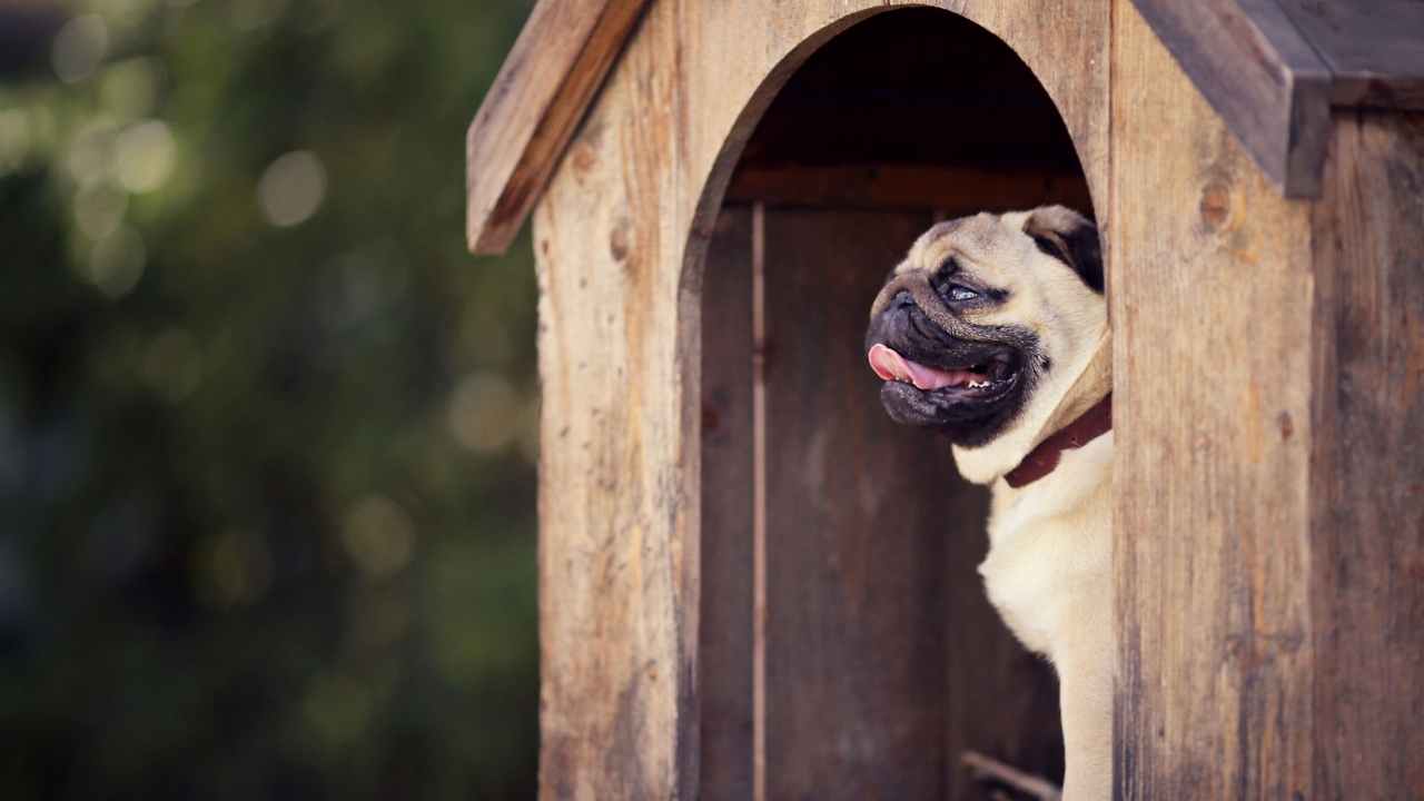 pug köpek, kulübesinden dışarıyı izliyor