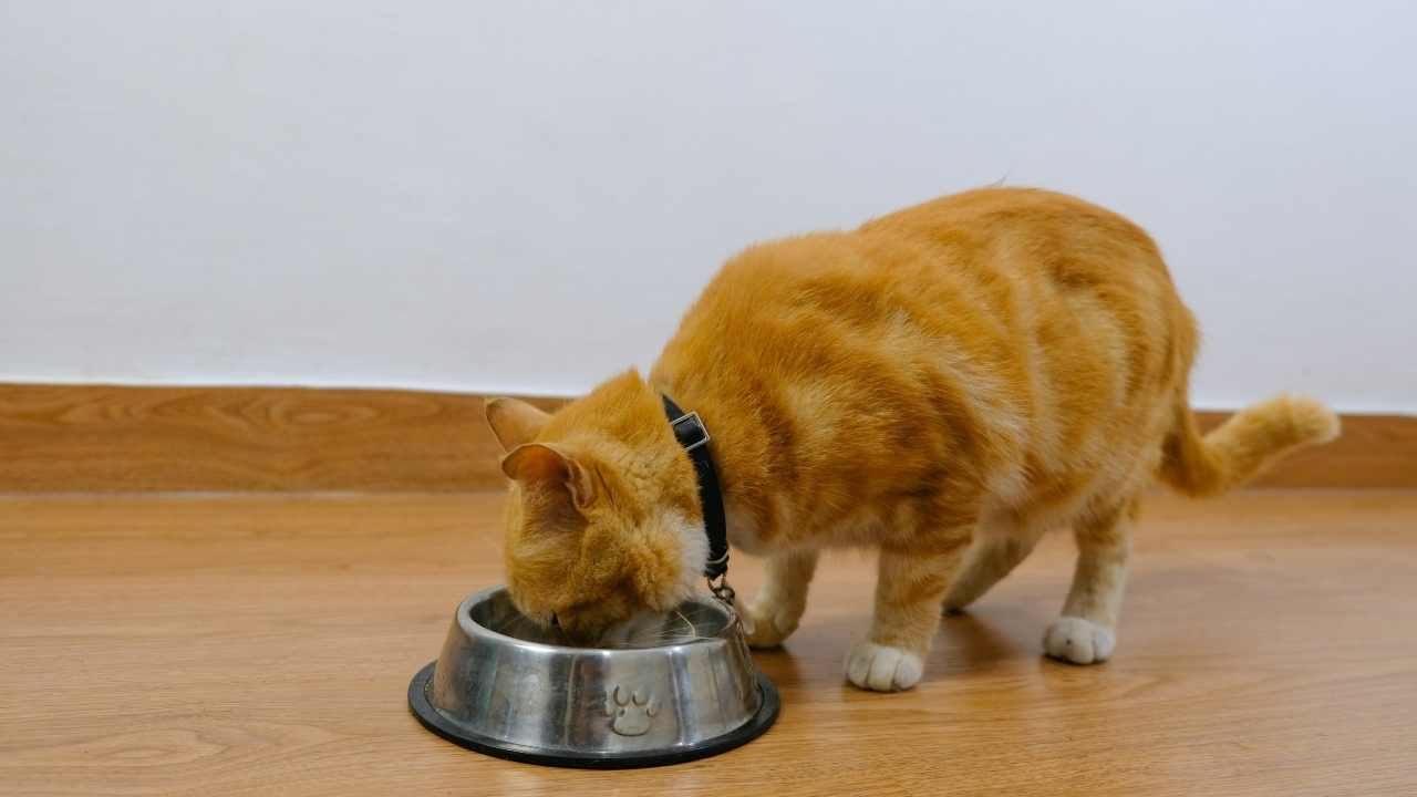 kedi mama kabından bir şeyler yiyor
