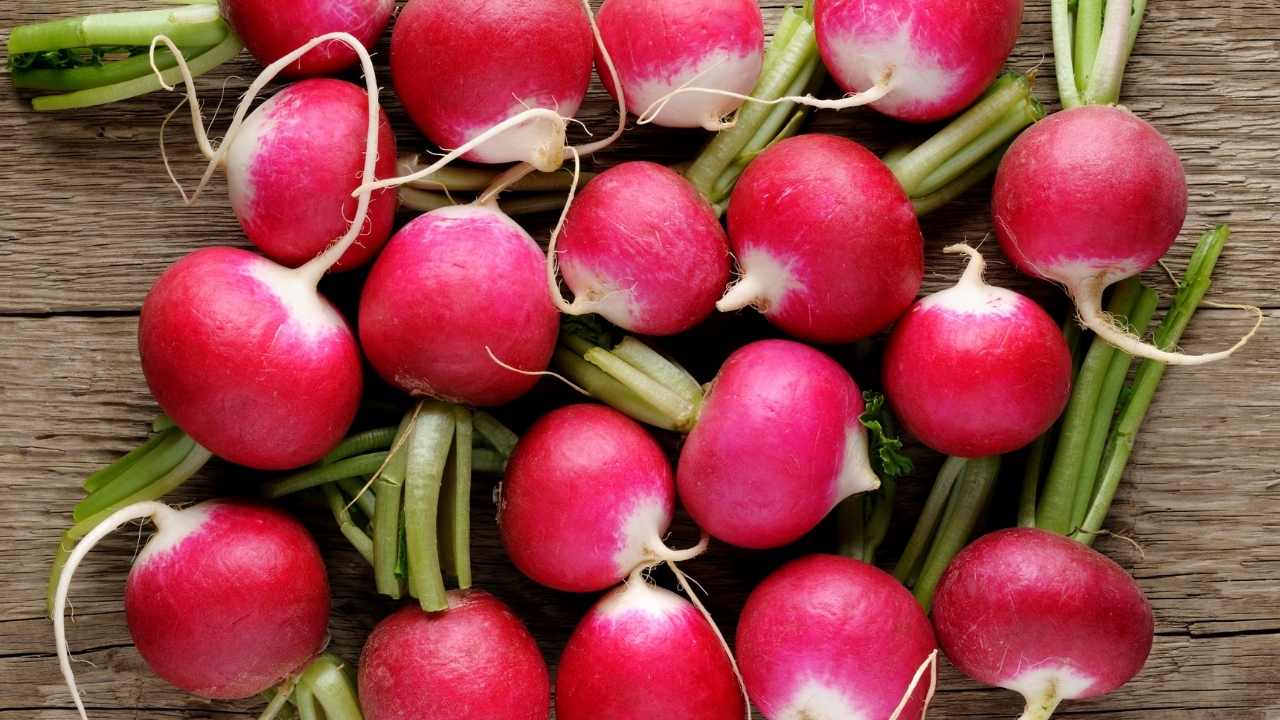 turplar