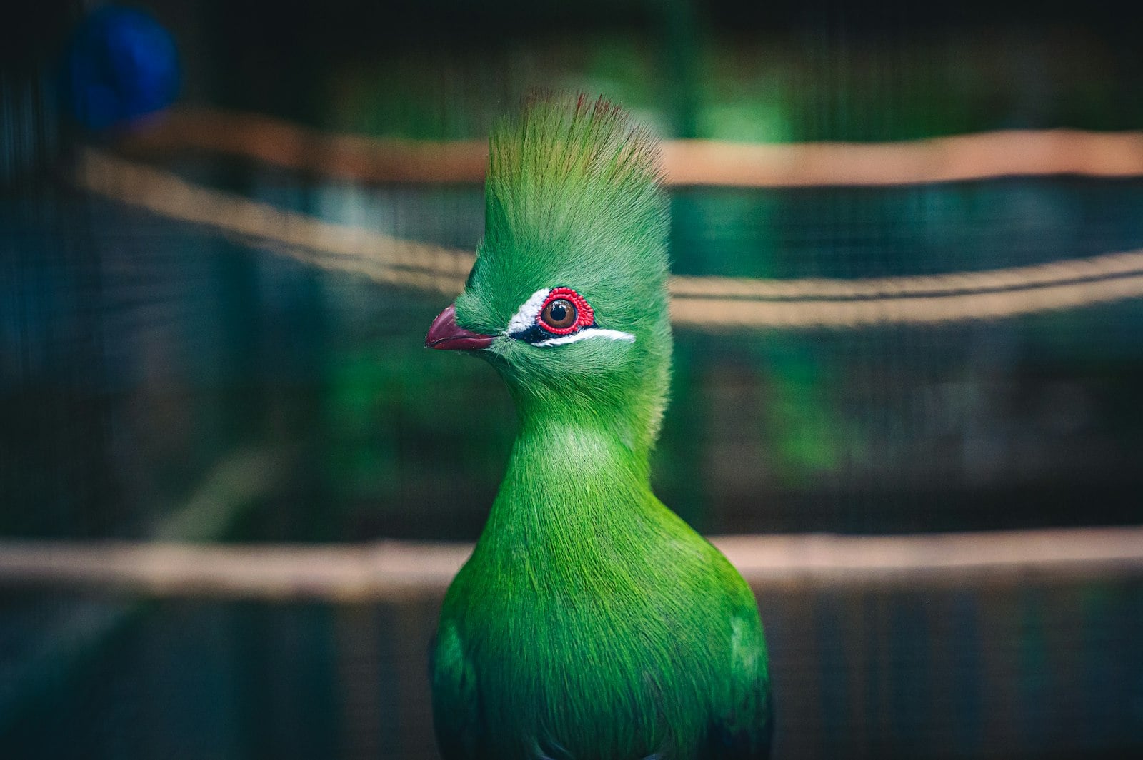 Project Turaco Is Finally Showing Promise