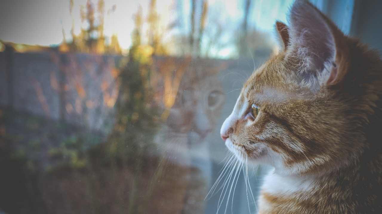 tekir kedi camdan bakıyor