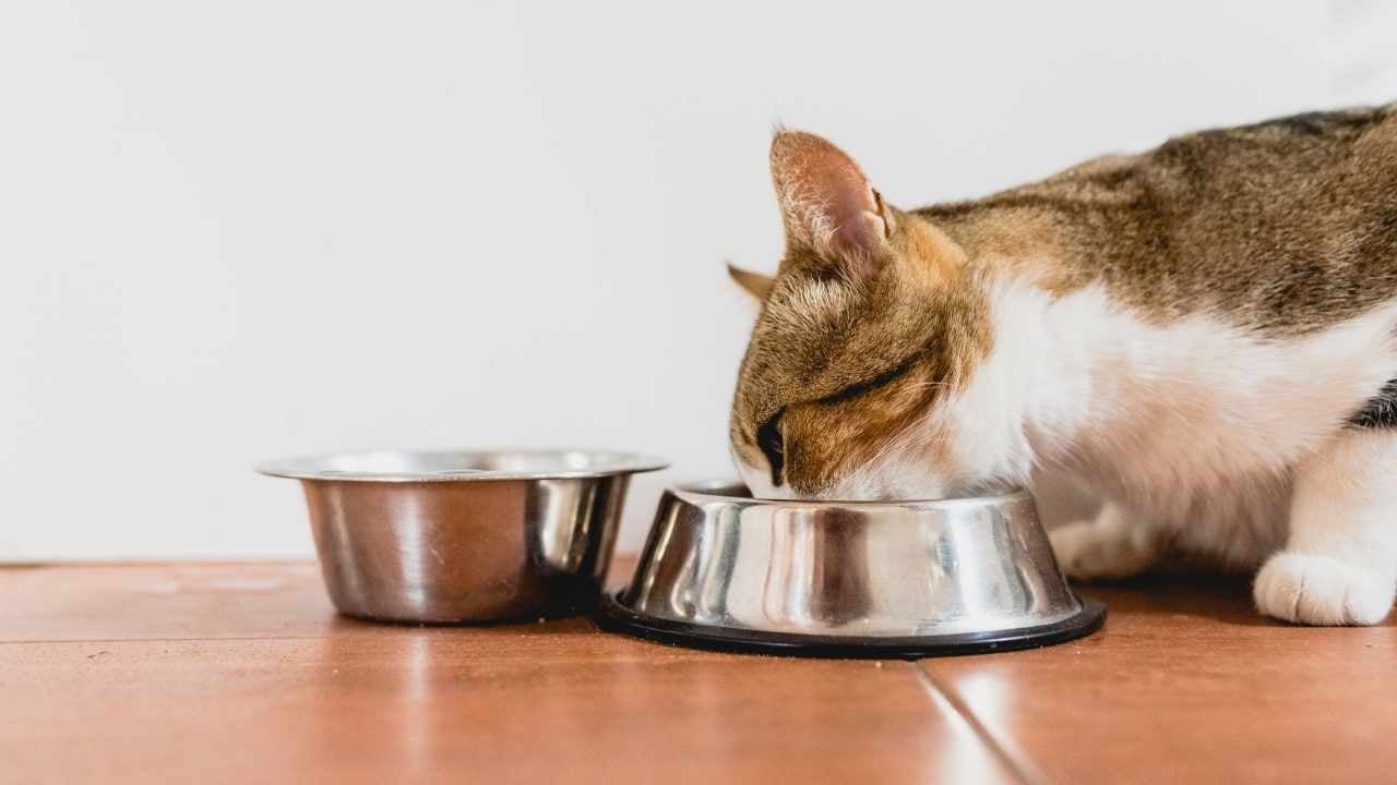hamile tekir kedi, mama yiyor