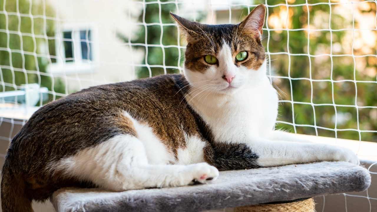 kedi ağı ve tekir