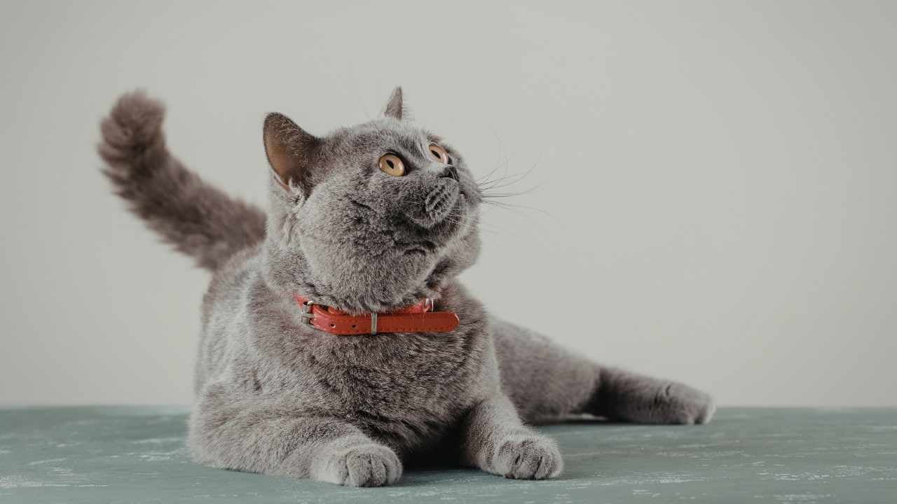 Gri Kedi Rengi