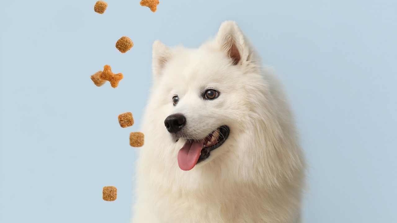 köpek ve mama taneleri