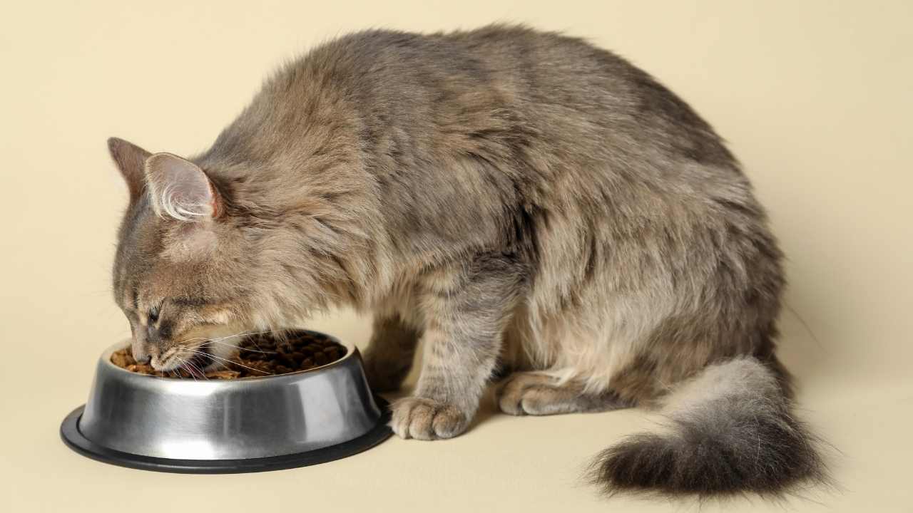 boz renkli kedi, mama yiyor
