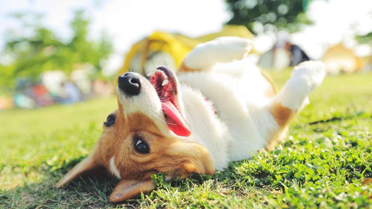 mutlu köpek yerde yatıyor