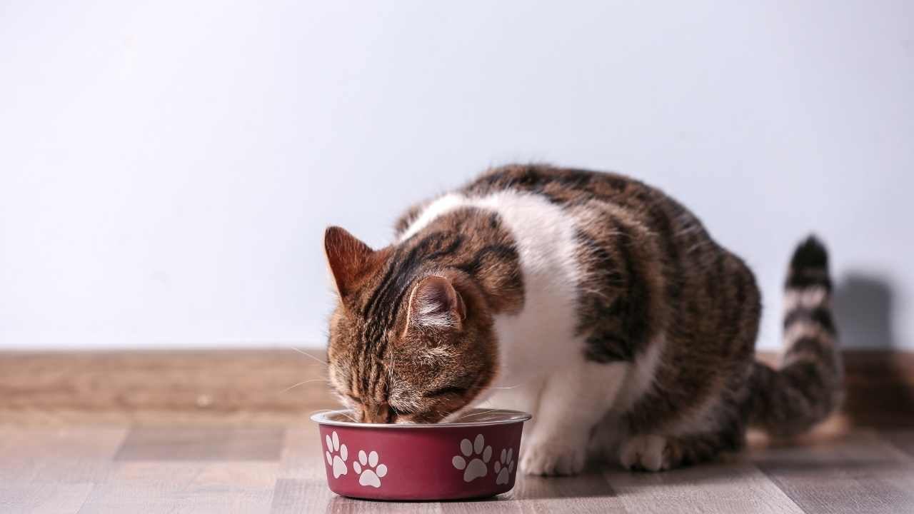 kedi yemek yiyor