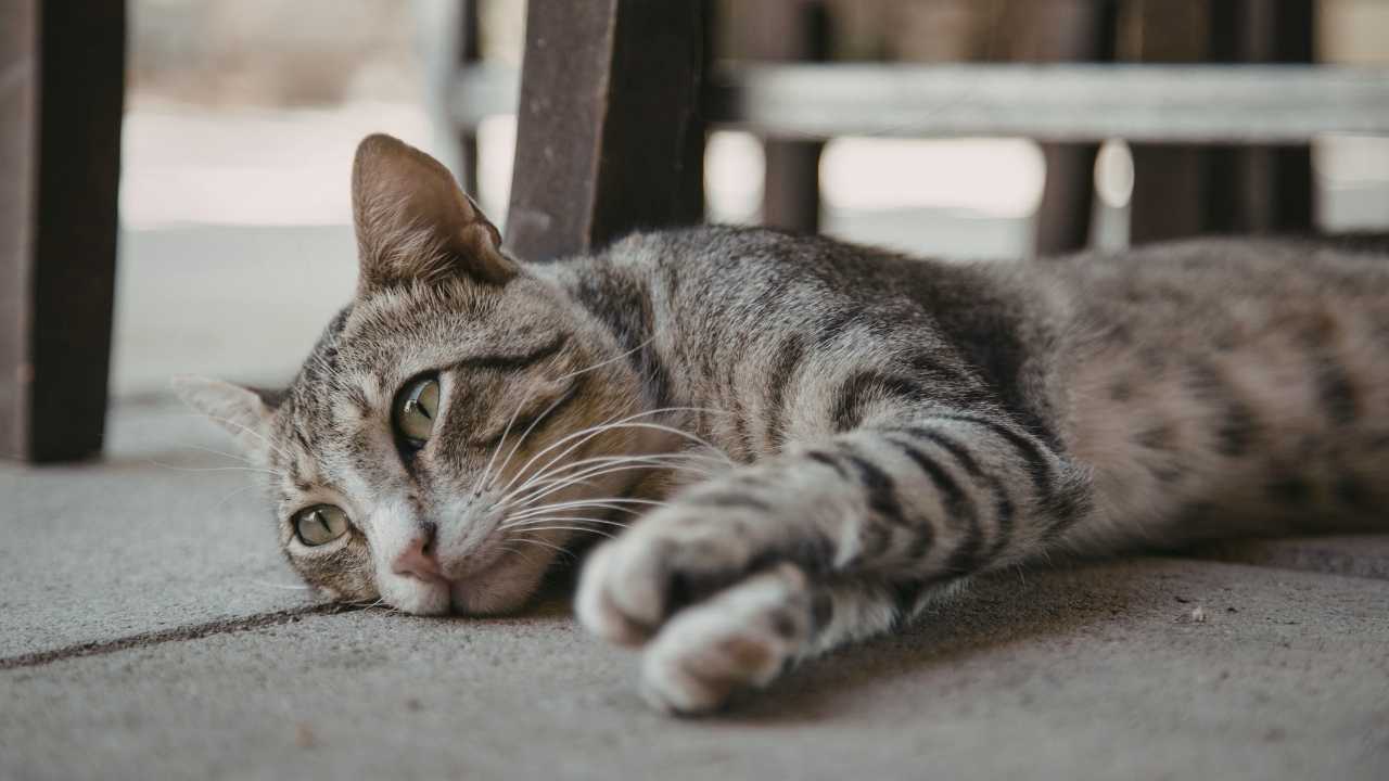 tekir kedi yerde yatıyor