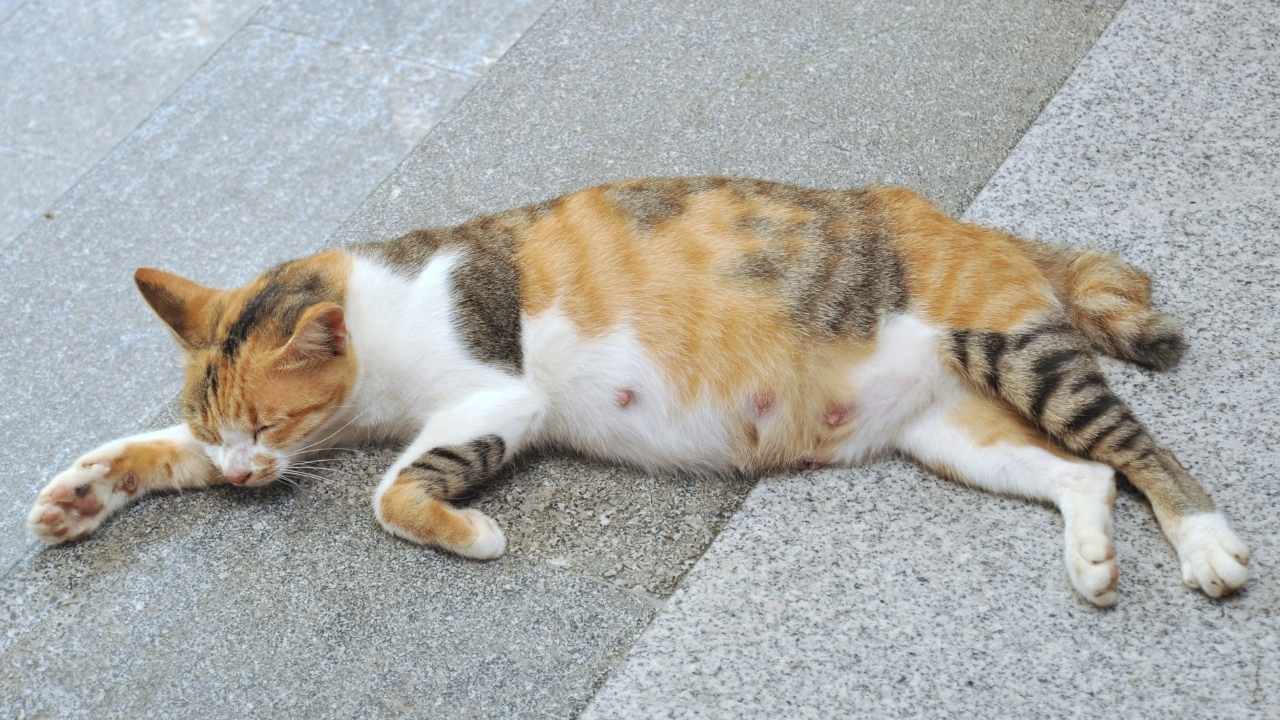 calico kedi yerde yatıyor
