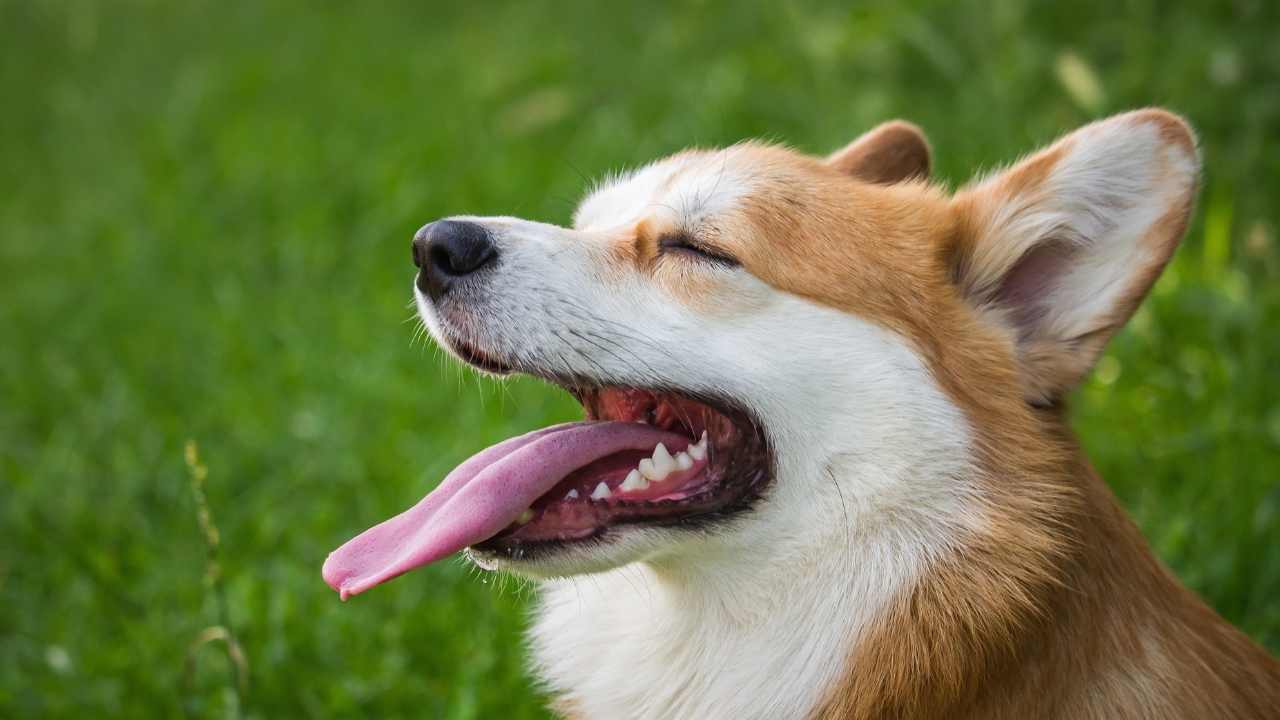köpek dili dışarıda gözleri kapalı duruyor