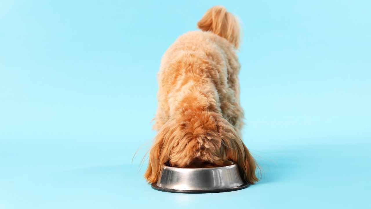 poodle köpek mama yiyor