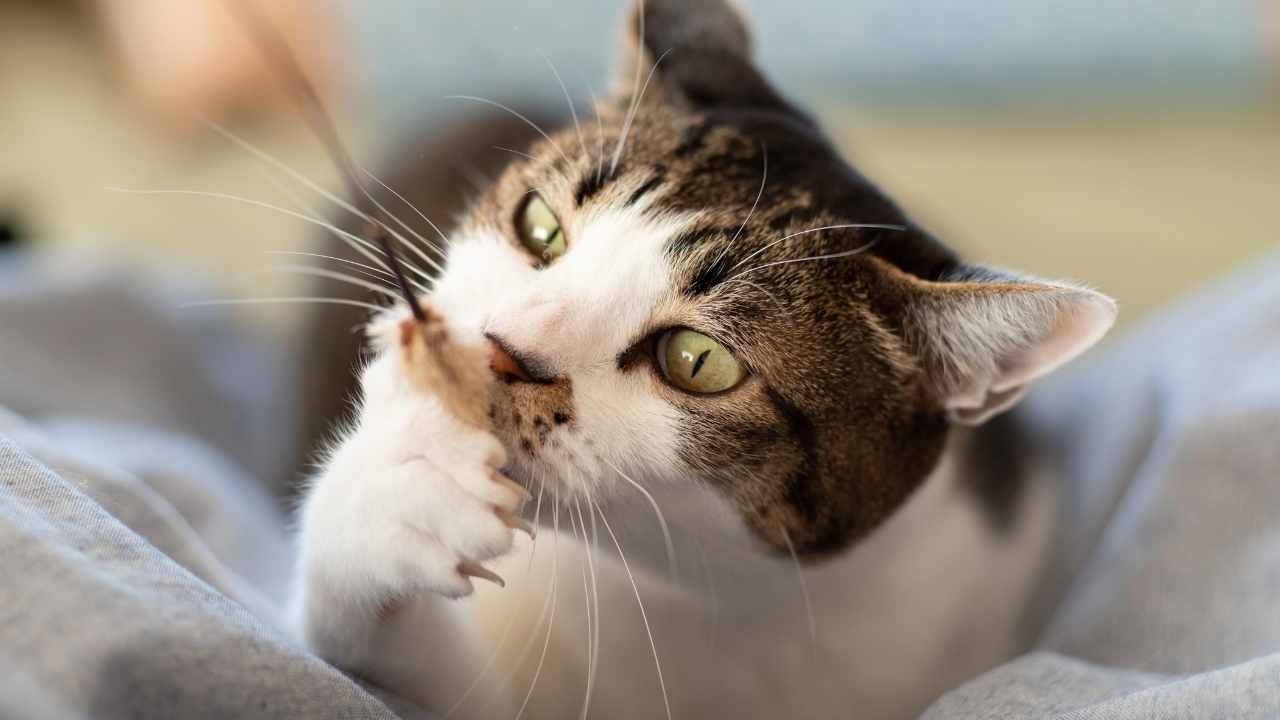 Tekir Kedi oyun oynuyor