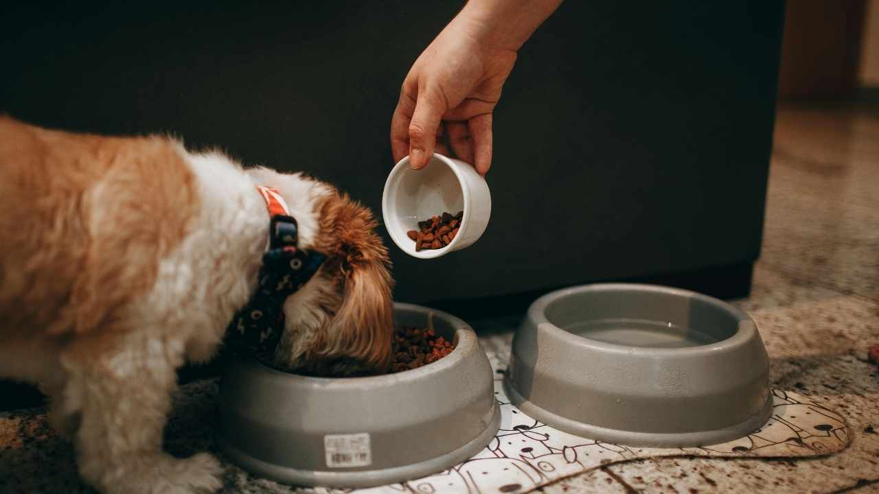 köpek mama kabından mama yiyor