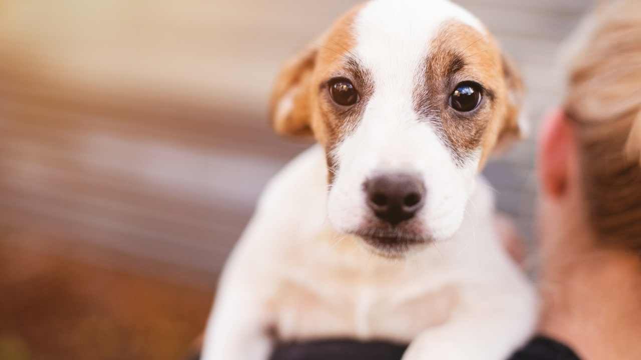 ilgi bekleyen köpek
