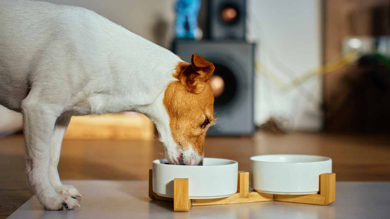 köpek mama kabından mama yiyor