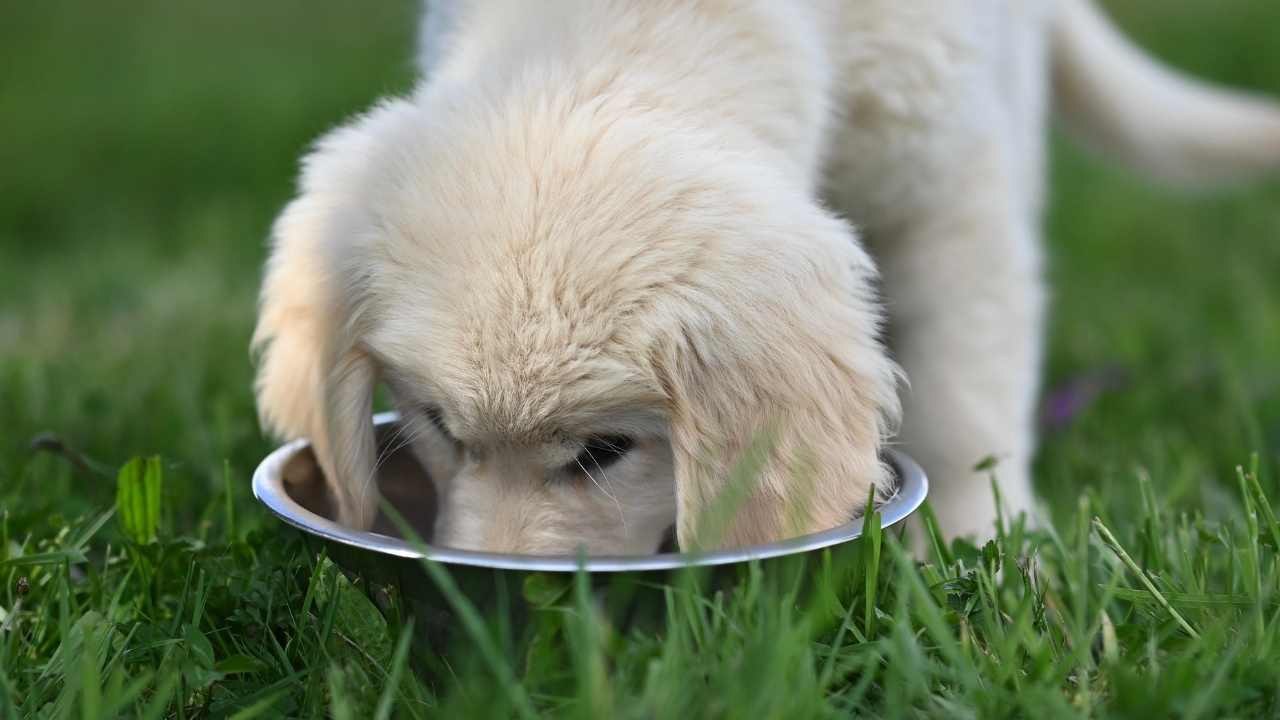 köpek mama kabından bir şeyler yiyor