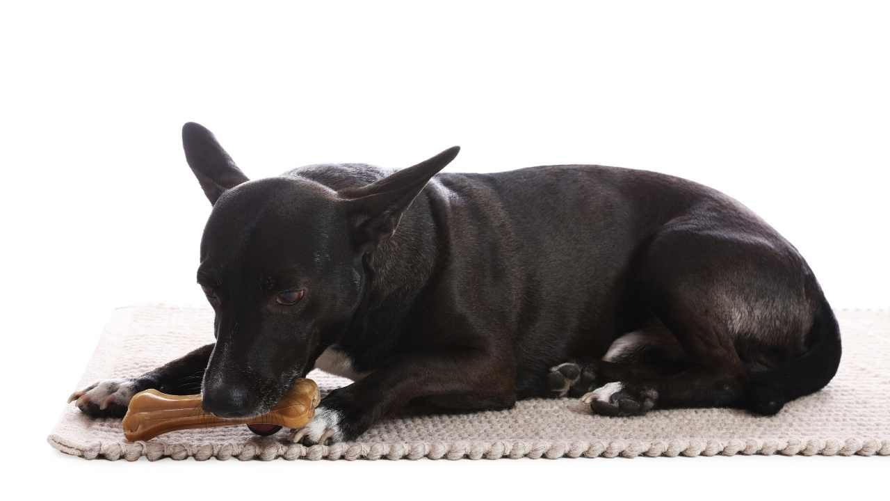 siyah köpeğin ağzında kemik var