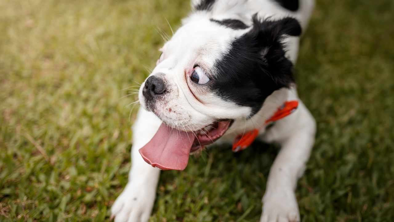 şok olmuş bir köpek