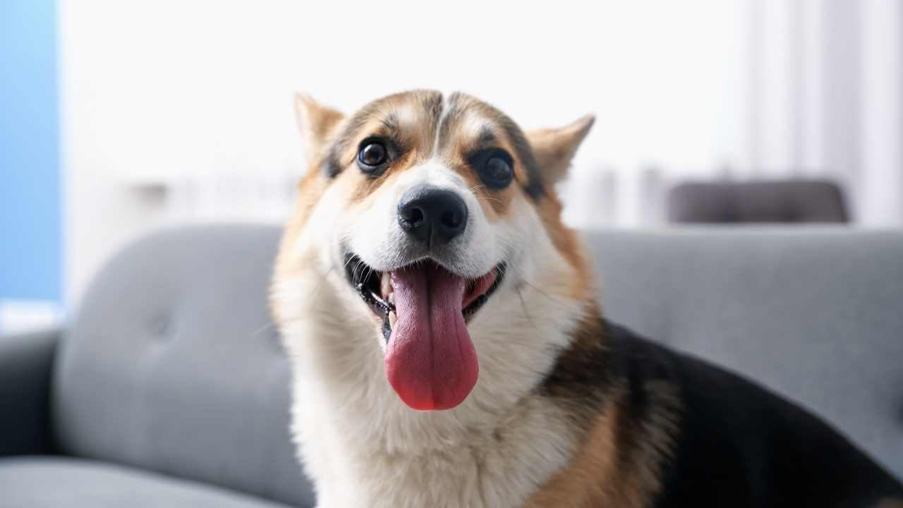 mutlu bir köpek